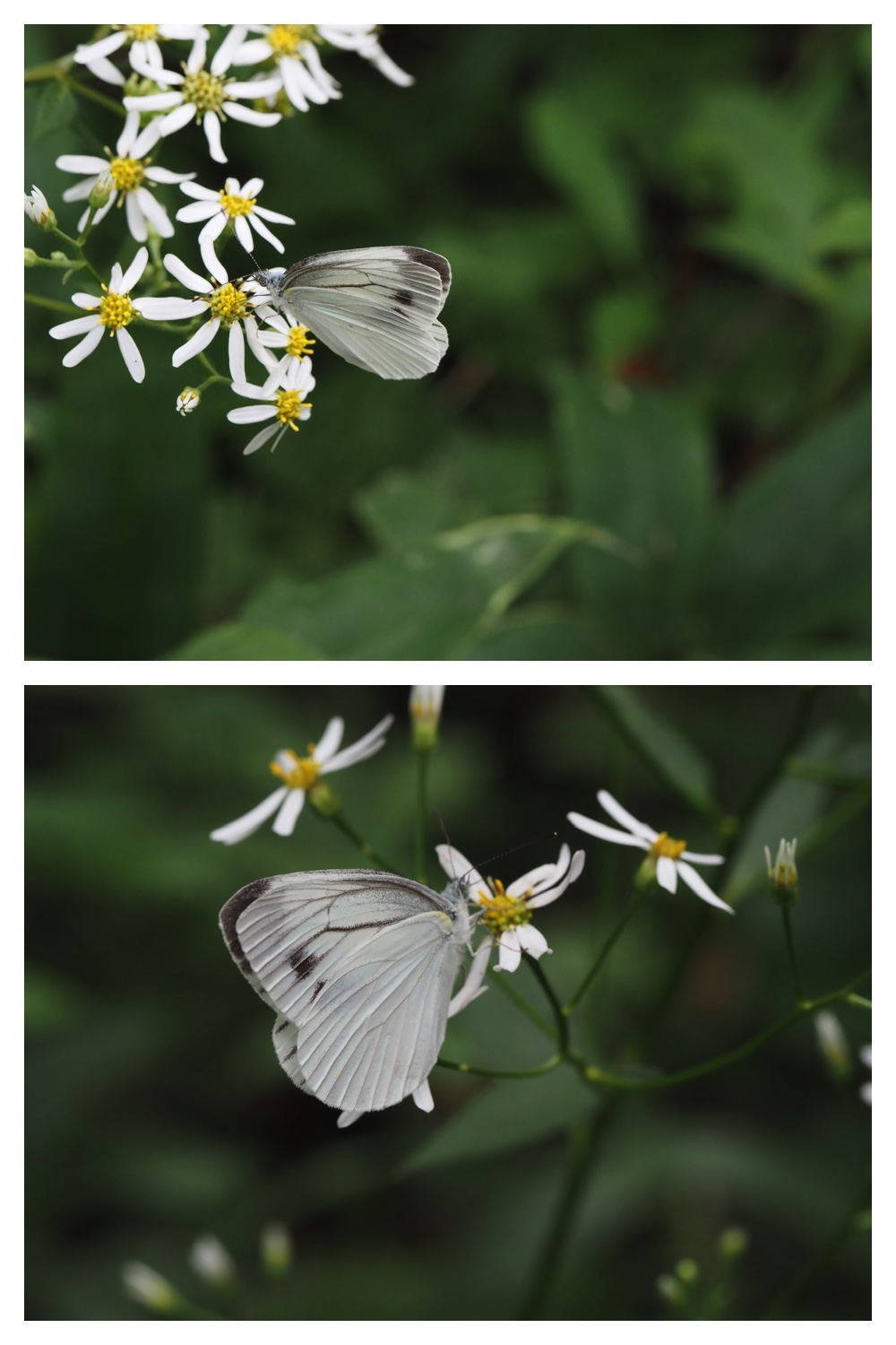 260815_Kunimiyama_38