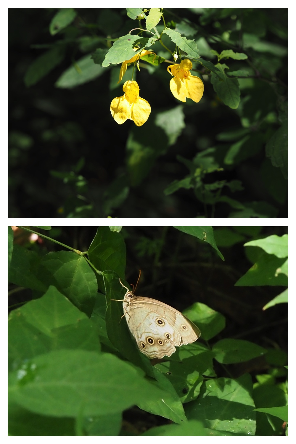 260815_Kunimiyama_4