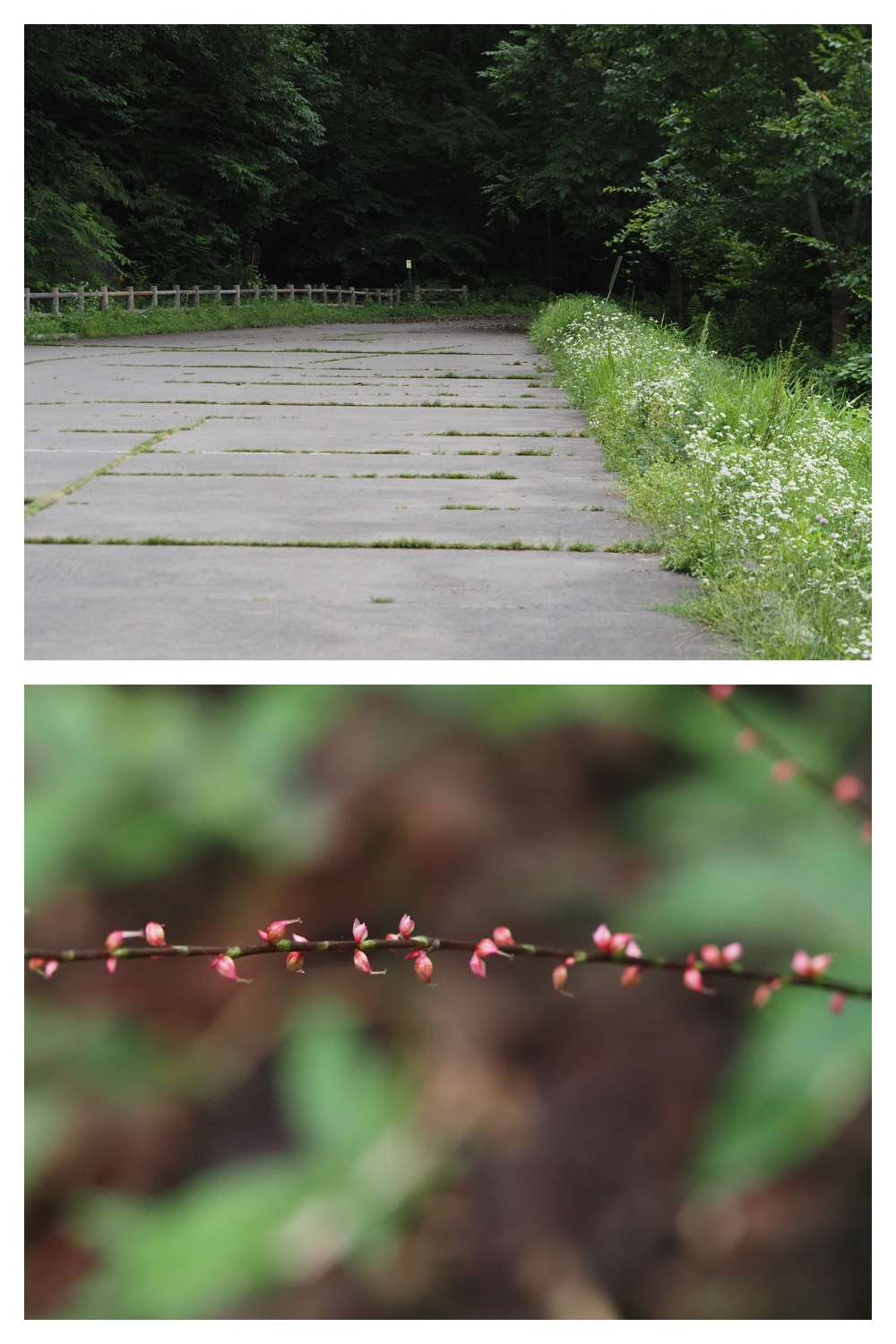 260815_Kunimiyama_41