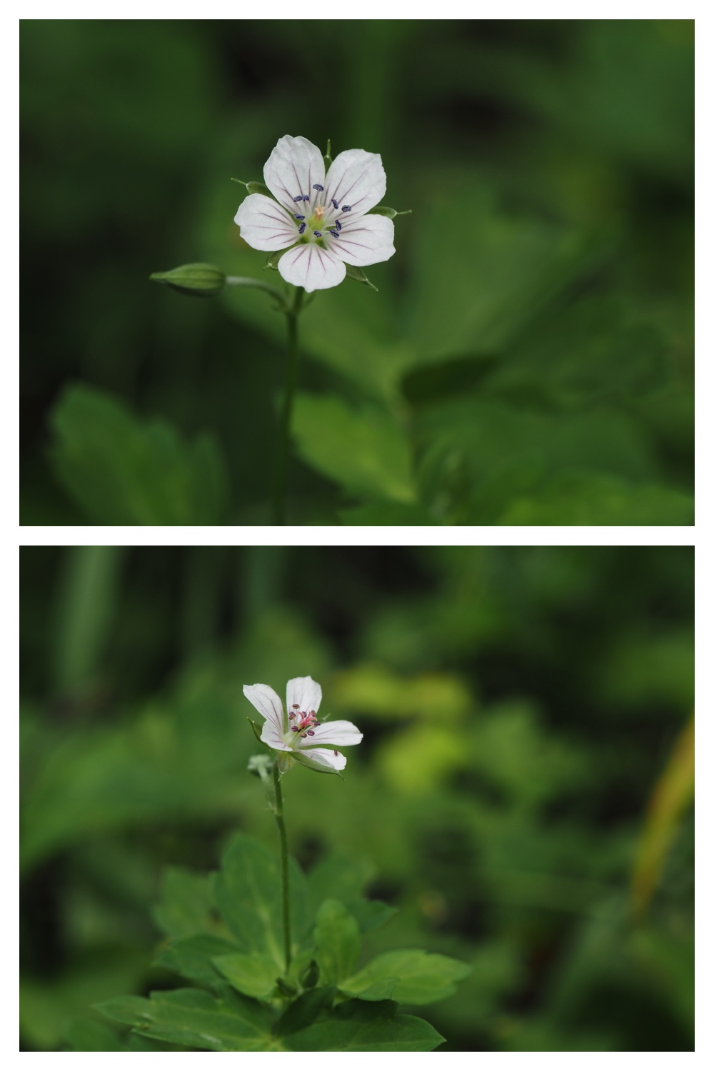260815_Kunimiyama_8
