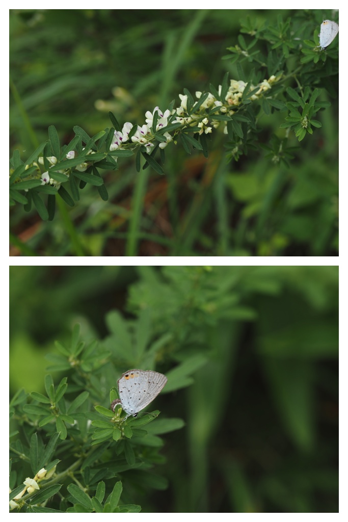 260818_Tokachigaoka_46