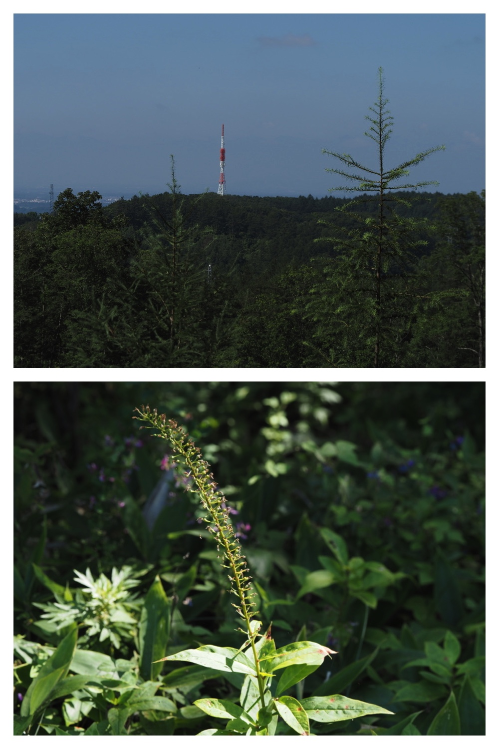 260822_Tokachigaoka_19