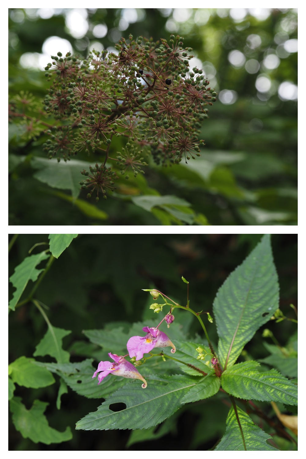 260828_Ecopa_28