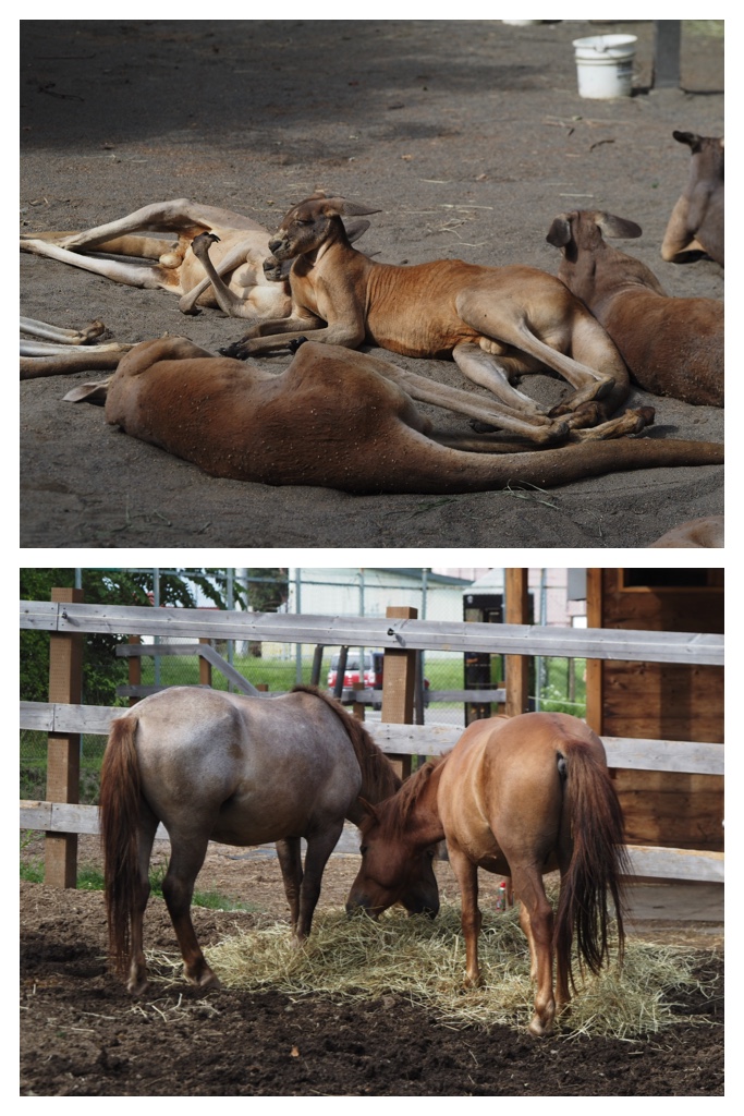 260830_Zoo_2