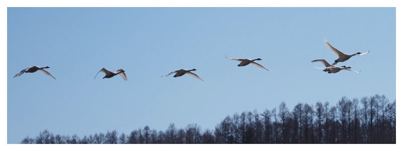 260318_Hakuchou_cover