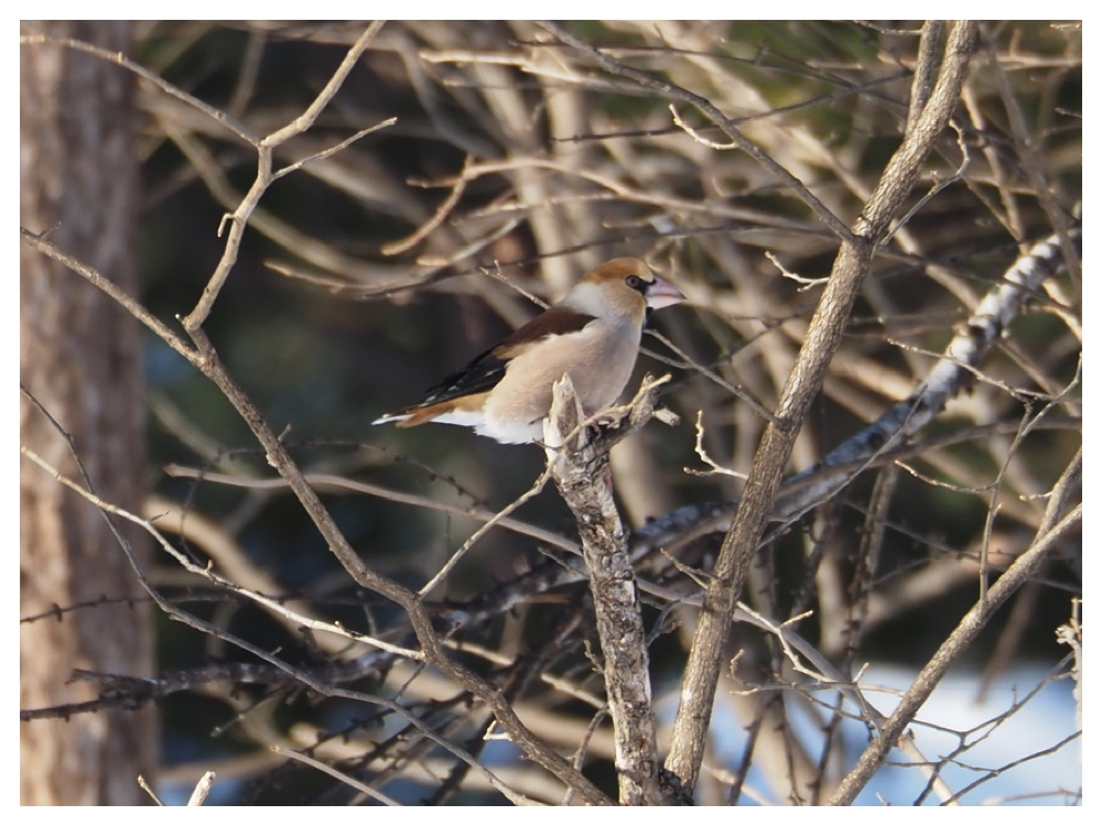 260203_Hawfinch_3