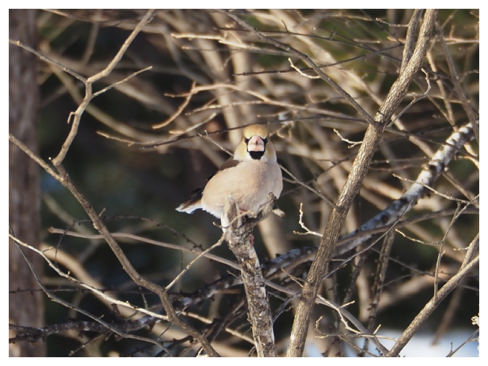 260203_Hawfinch_4