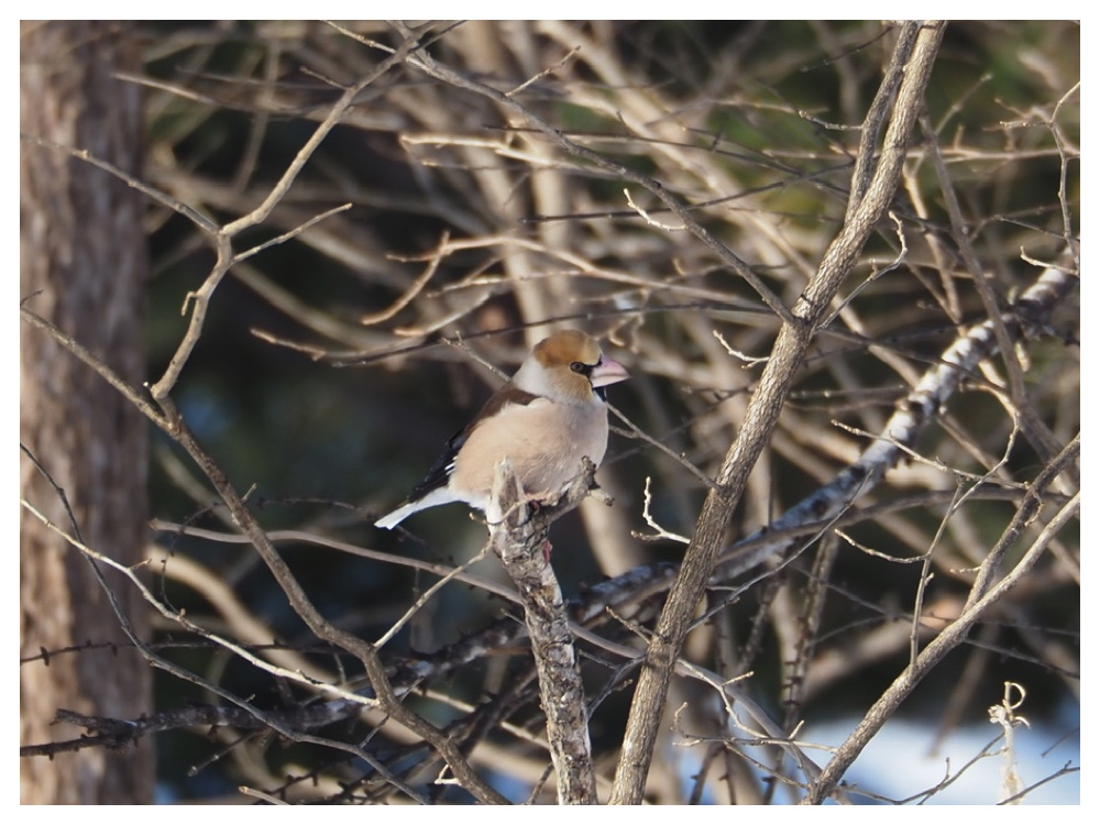 260203_Hawfinch_5
