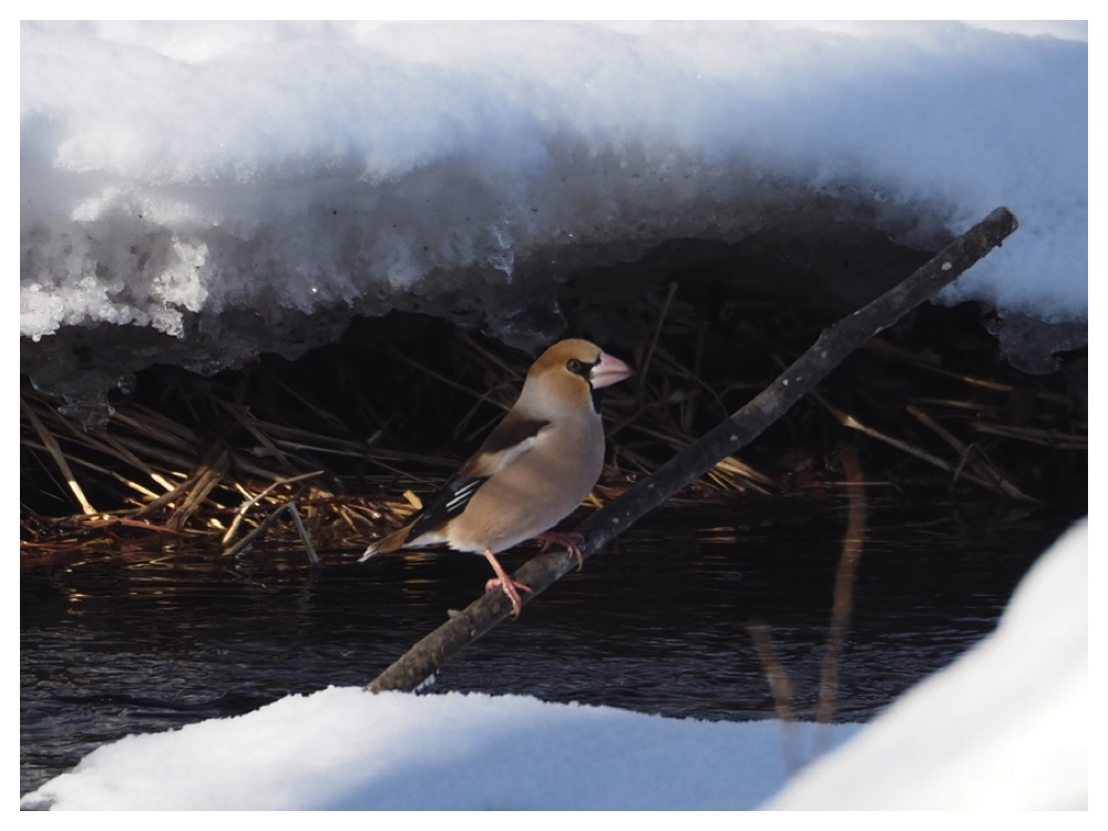 260203_Hawfinch_6