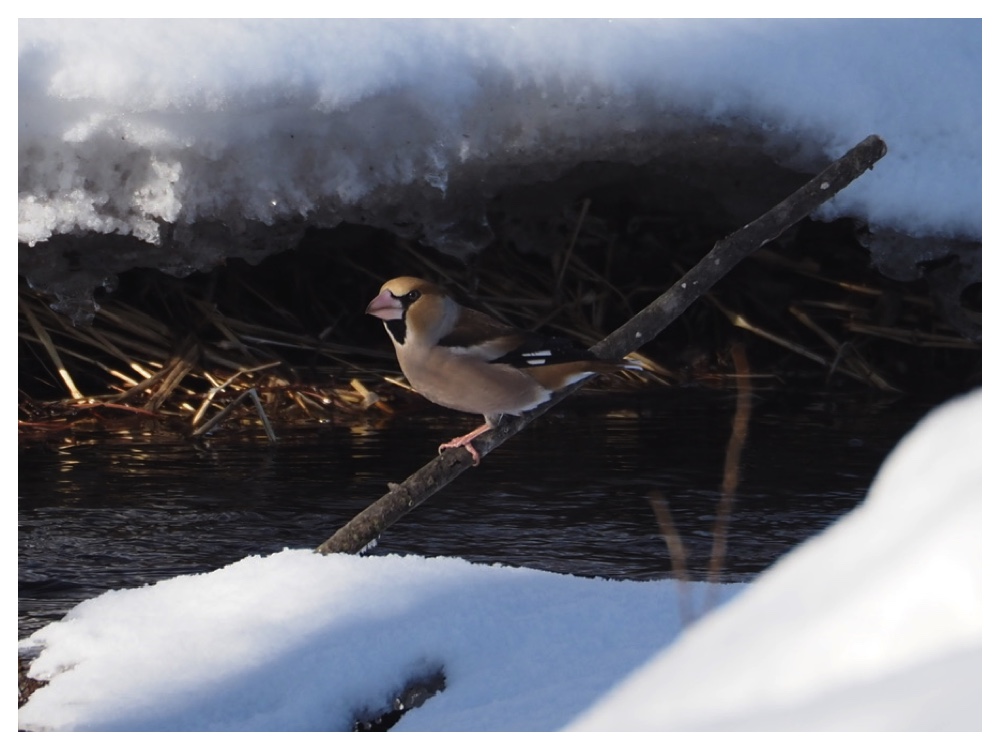 260203_Hawfinch_7