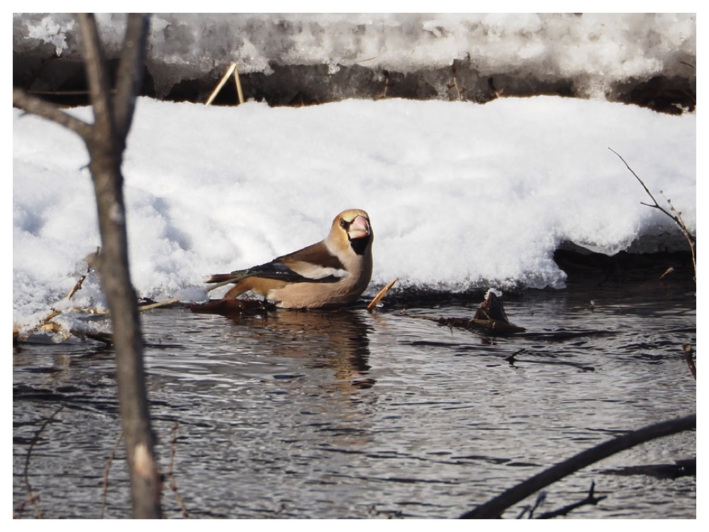260203_Hawfinch_8