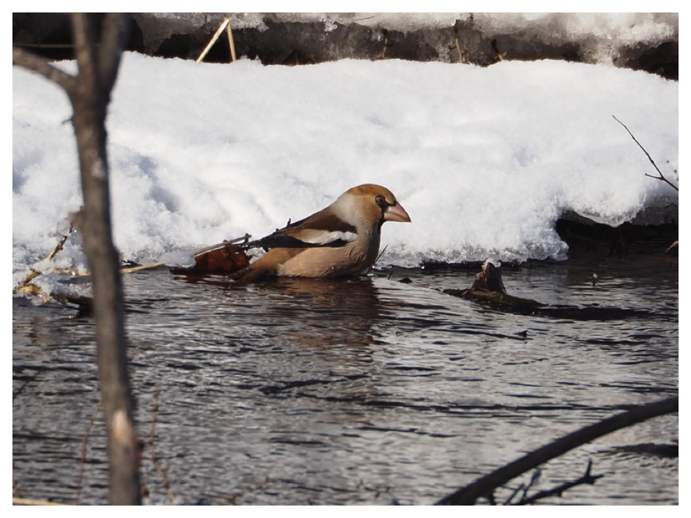 260203_Hawfinch_9