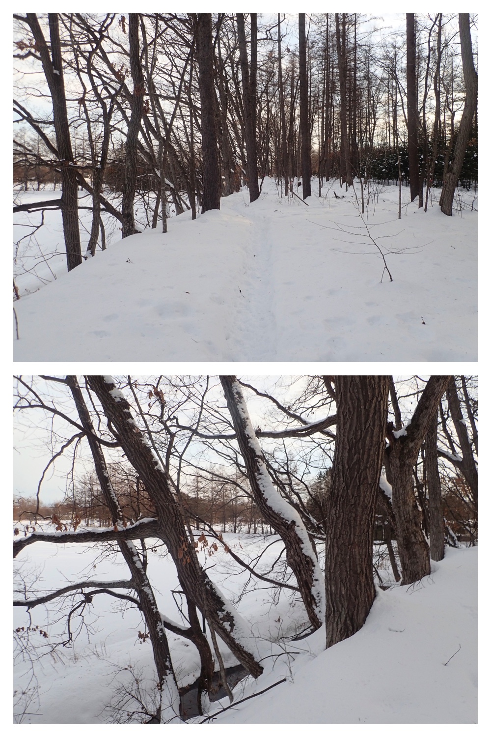 260207_New-pedometer_5