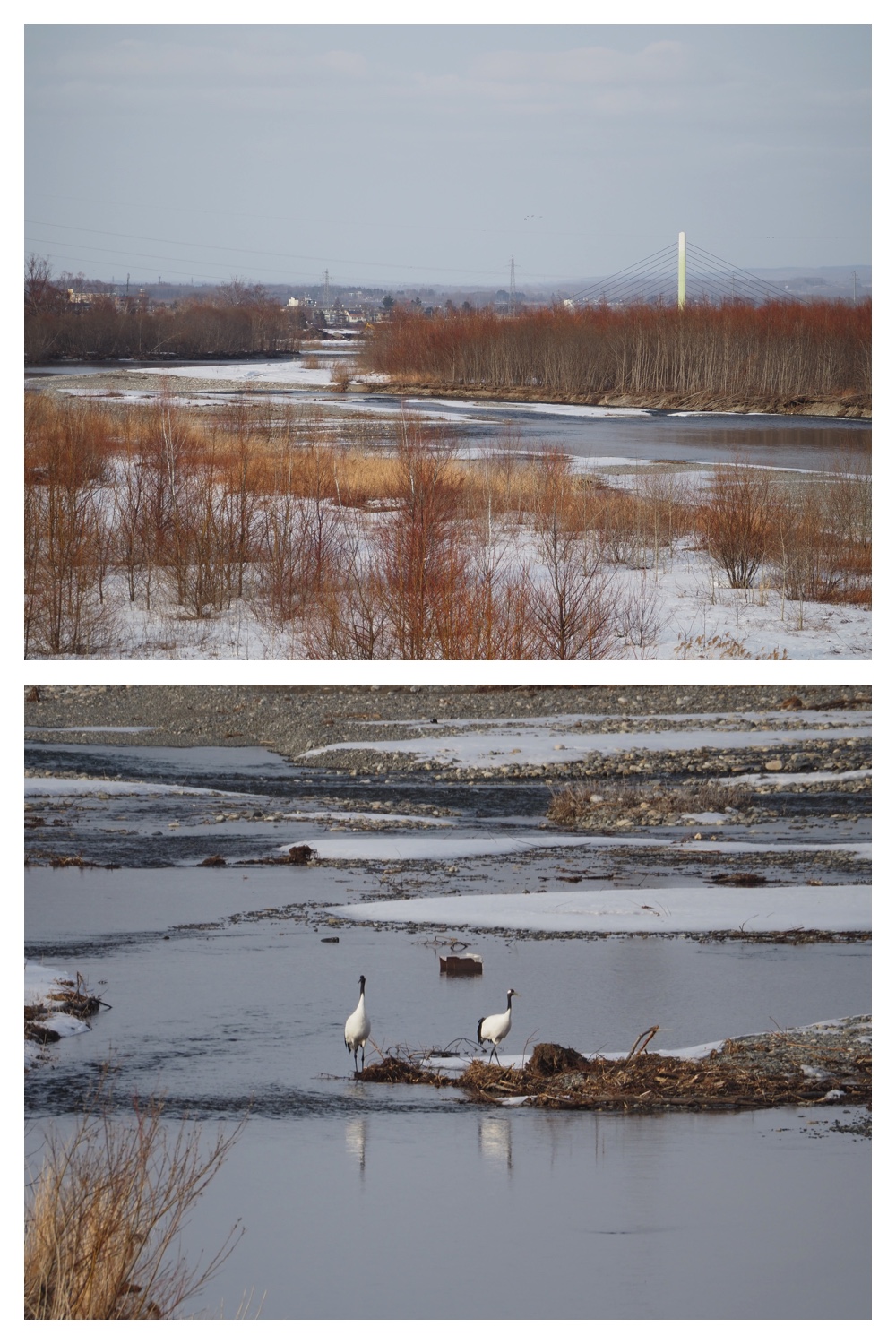 260226_Satsunaigawa_14