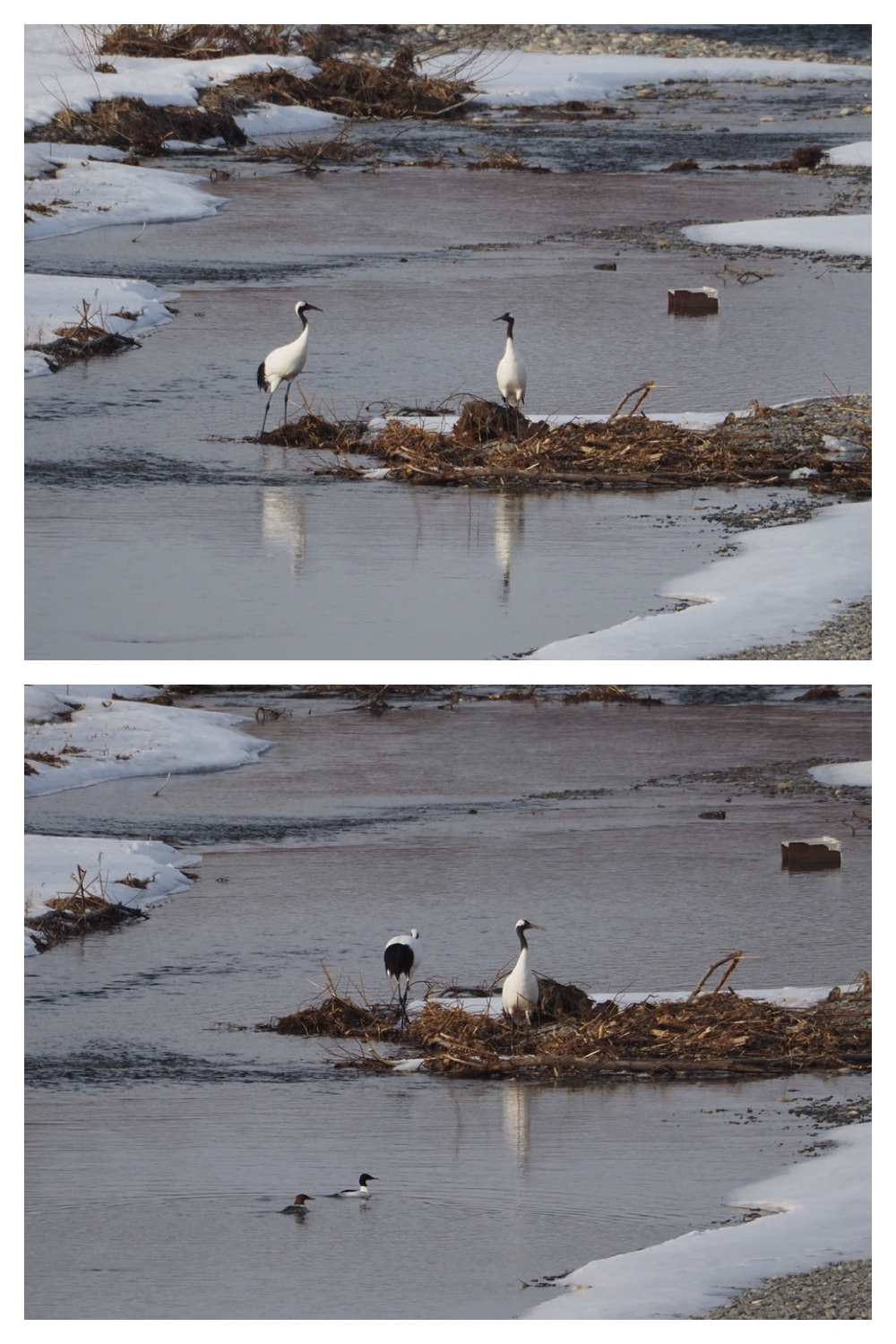 260226_Satsunaigawa_15