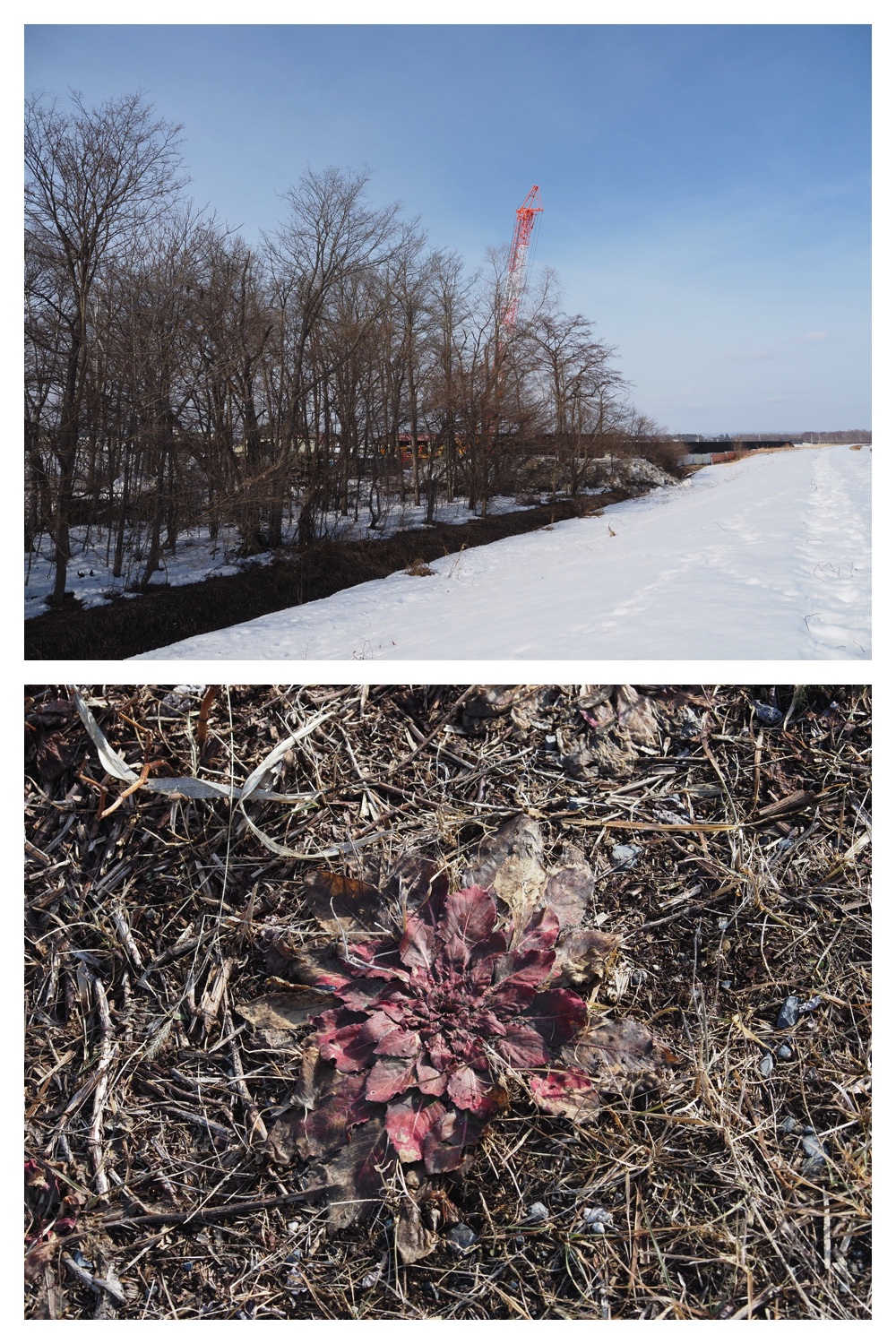 260226_Satsunaigawa_4