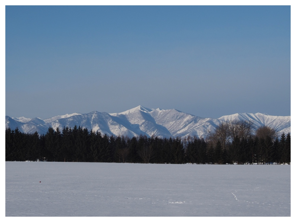 260125_Bird-survey_2