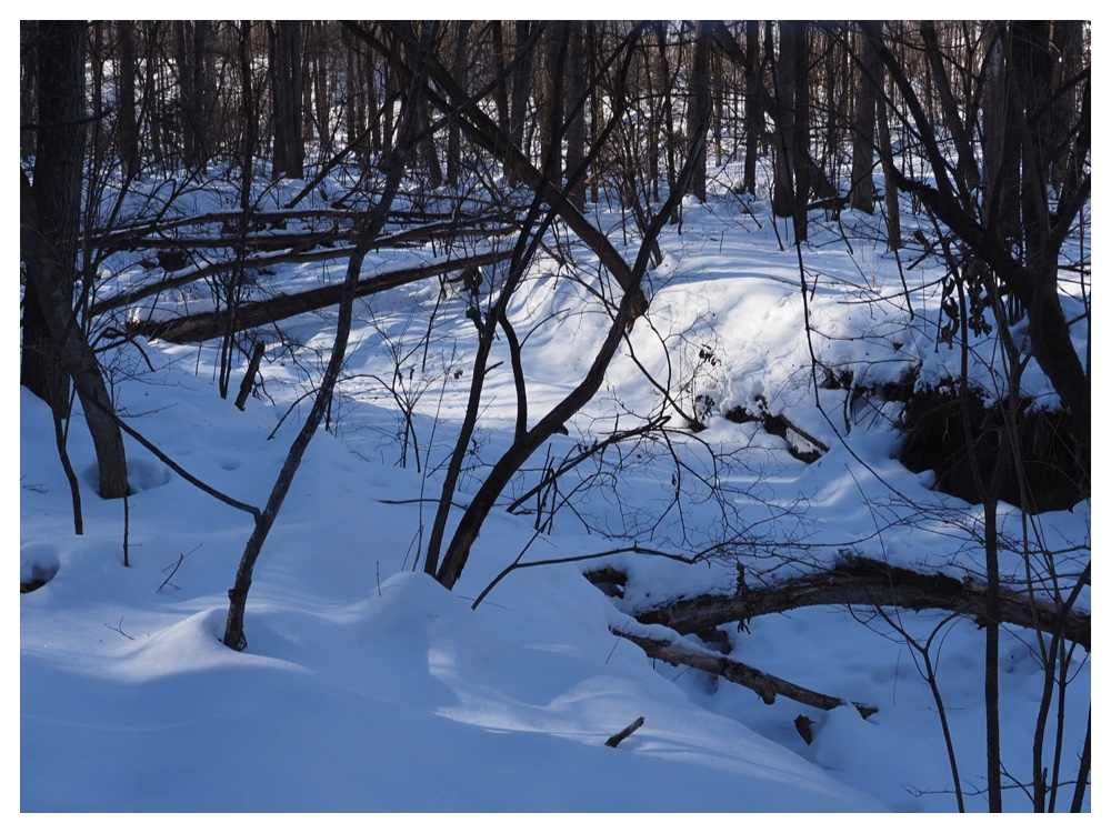 260125_Bird-survey_6