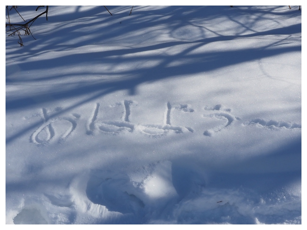 260125_Bird-survey_9