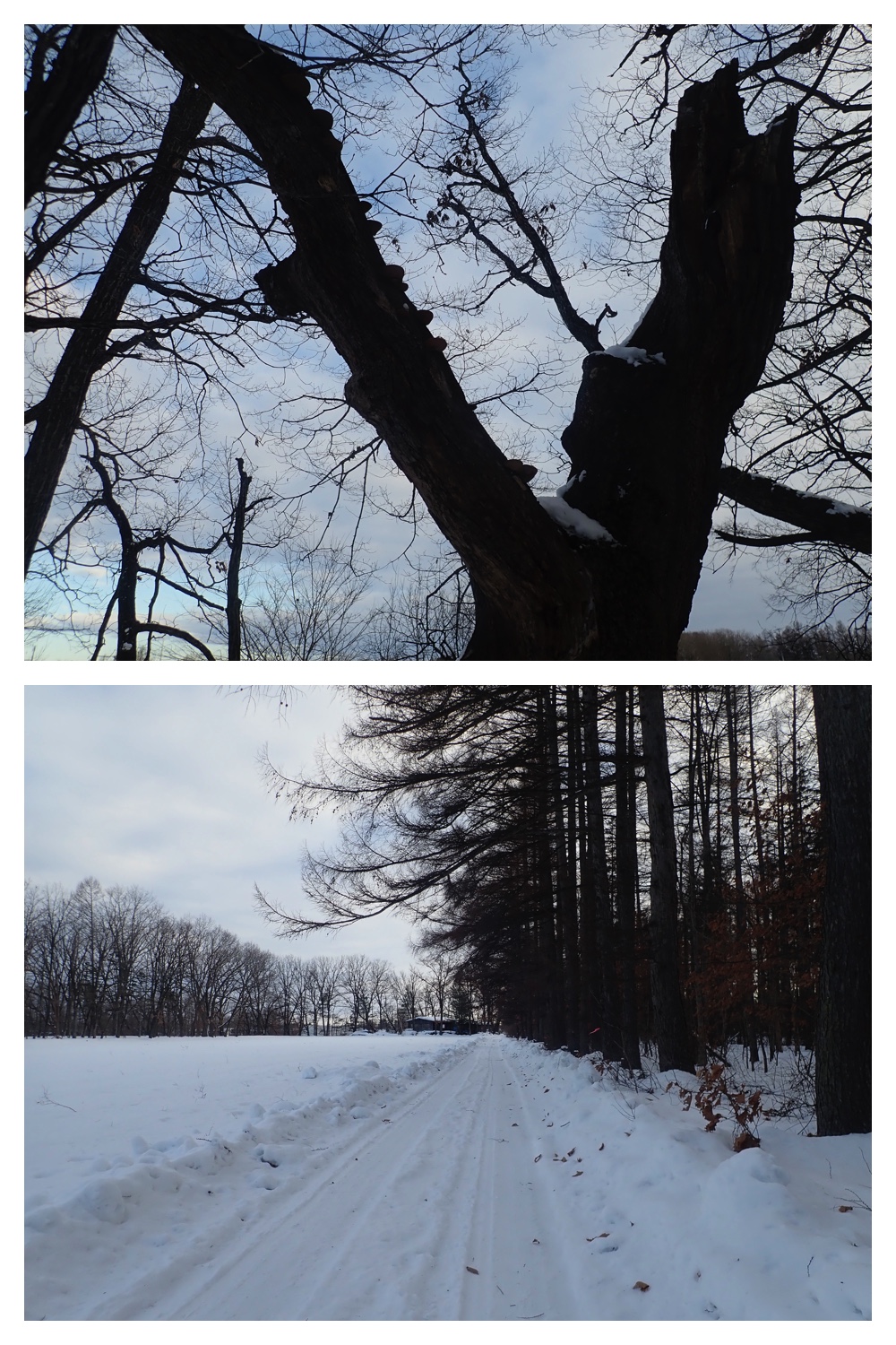 260130_Windy-walk_10