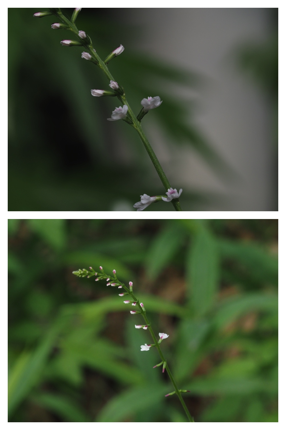 260702_Hiyodoribana_13