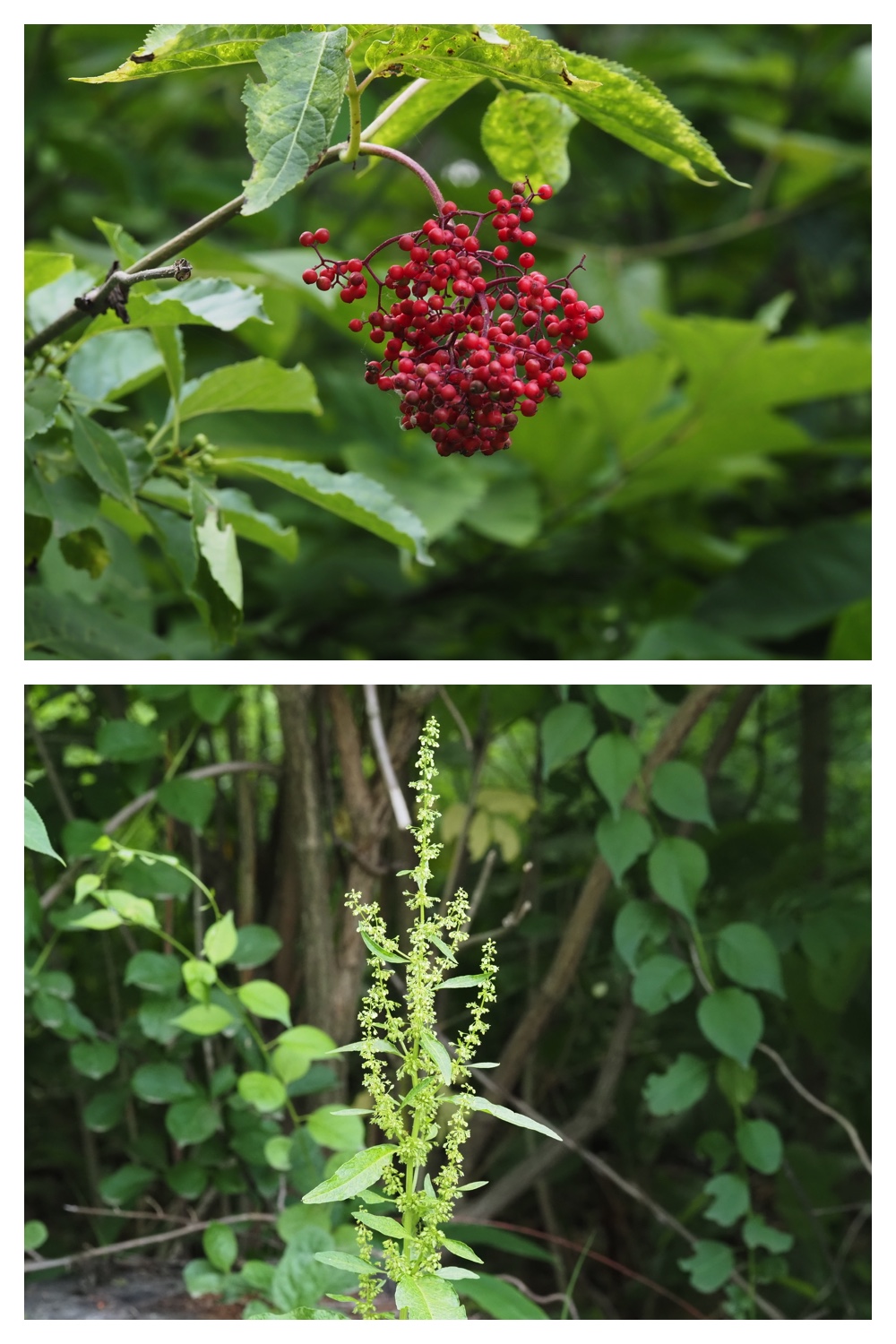 260702_Hiyodoribana_29
