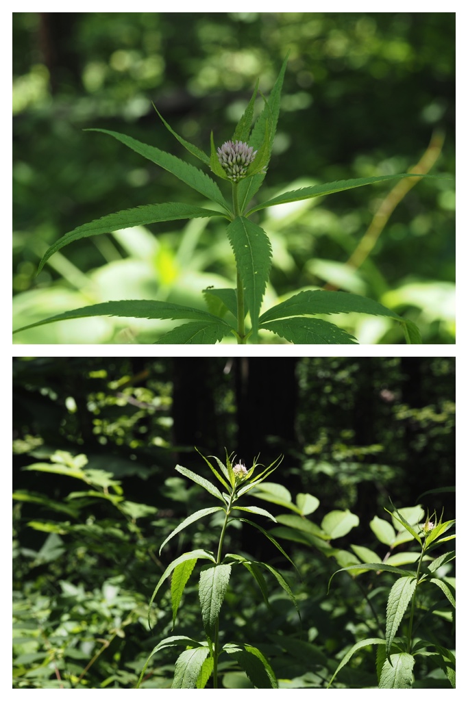 260703_Kunimiyama_25