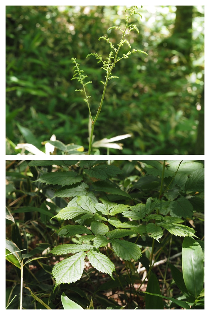 260703_Kunimiyama_34