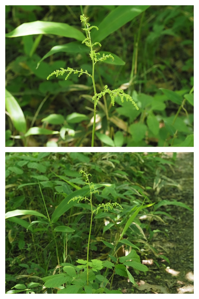 260703_Kunimiyama_35