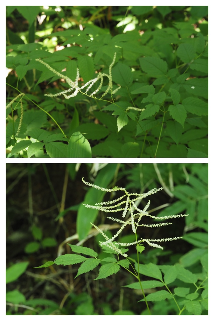 260703_Kunimiyama_36