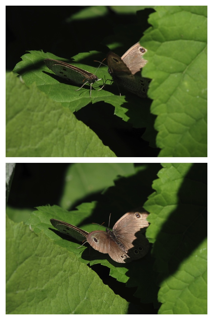 260703_Kunimiyama_39