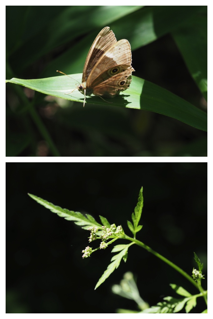 260703_Kunimiyama_42