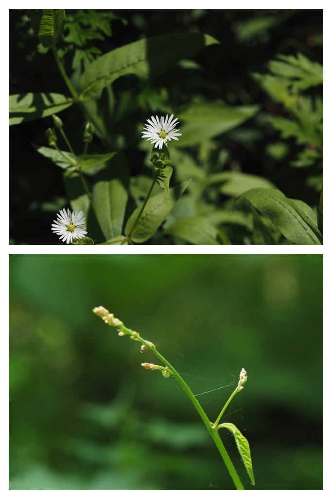260703_Kunimiyama_44