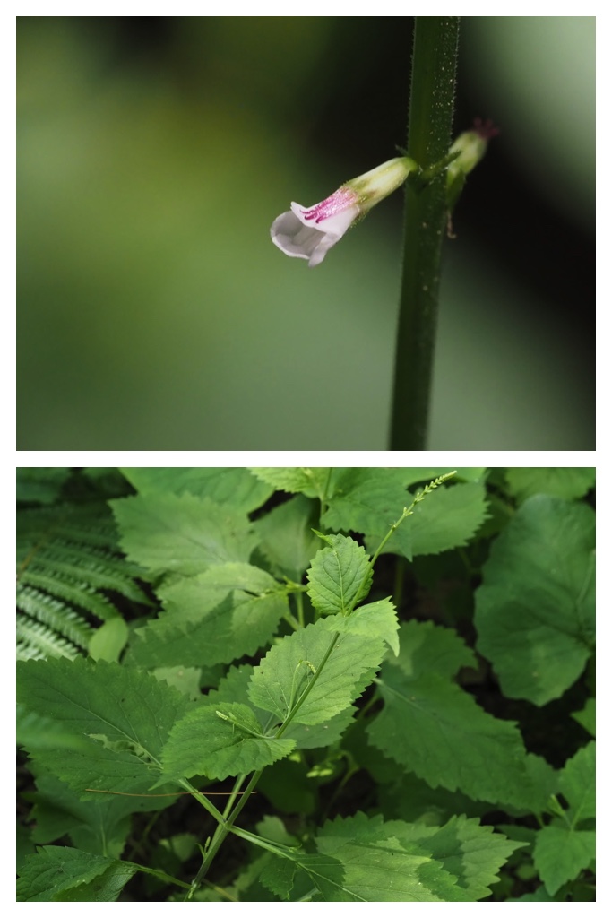 260703_Kunimiyama_7