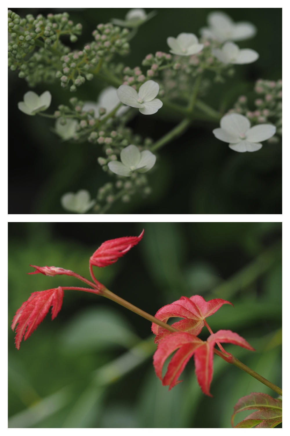 260709_Ohyamaryokuchi_15