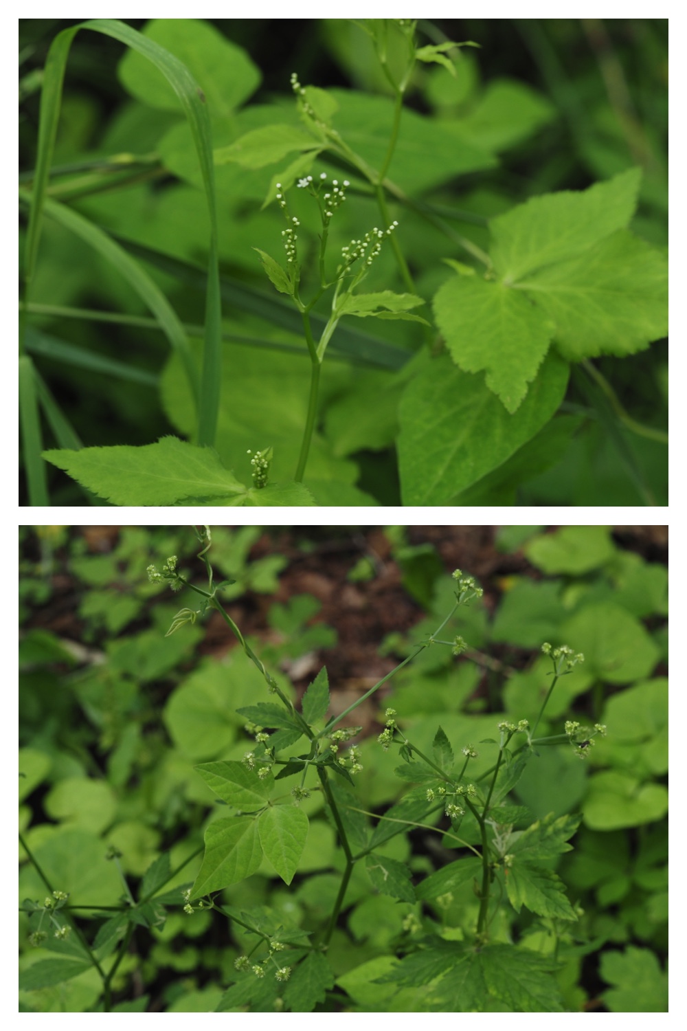 260713_Obihironomori_16