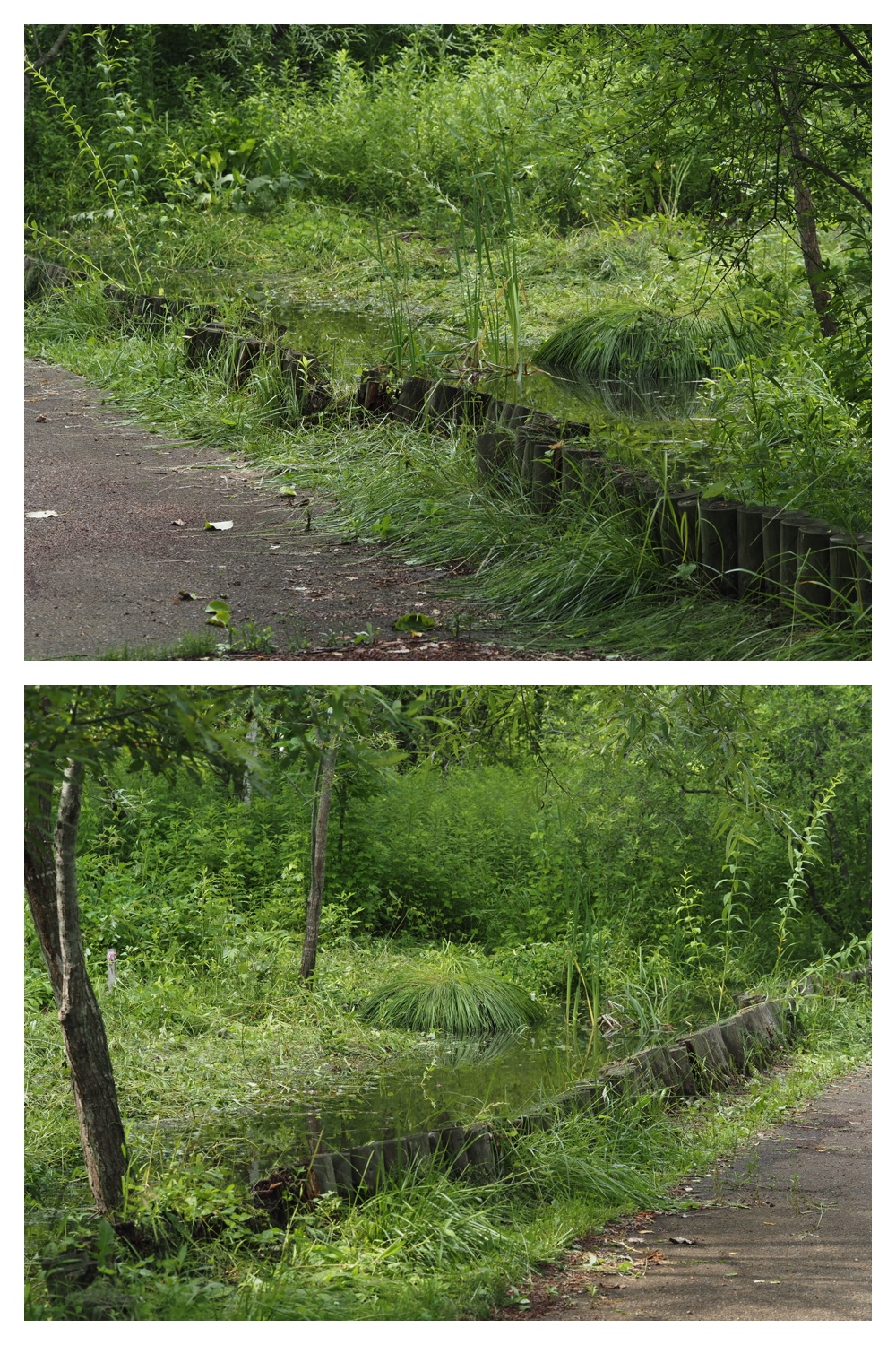 260713_Obihironomori_20