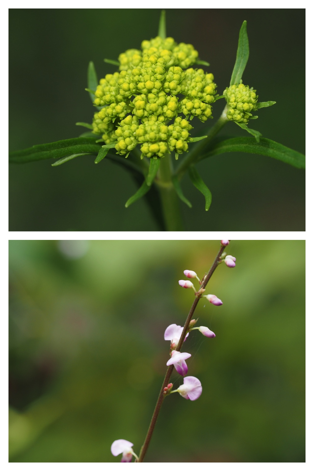 260713_Obihironomori_24