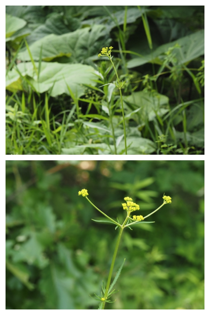260713_Obihironomori_30