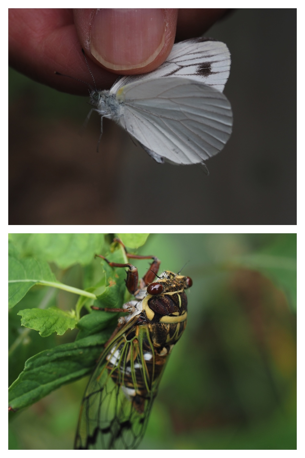 260726_Butterfly_21