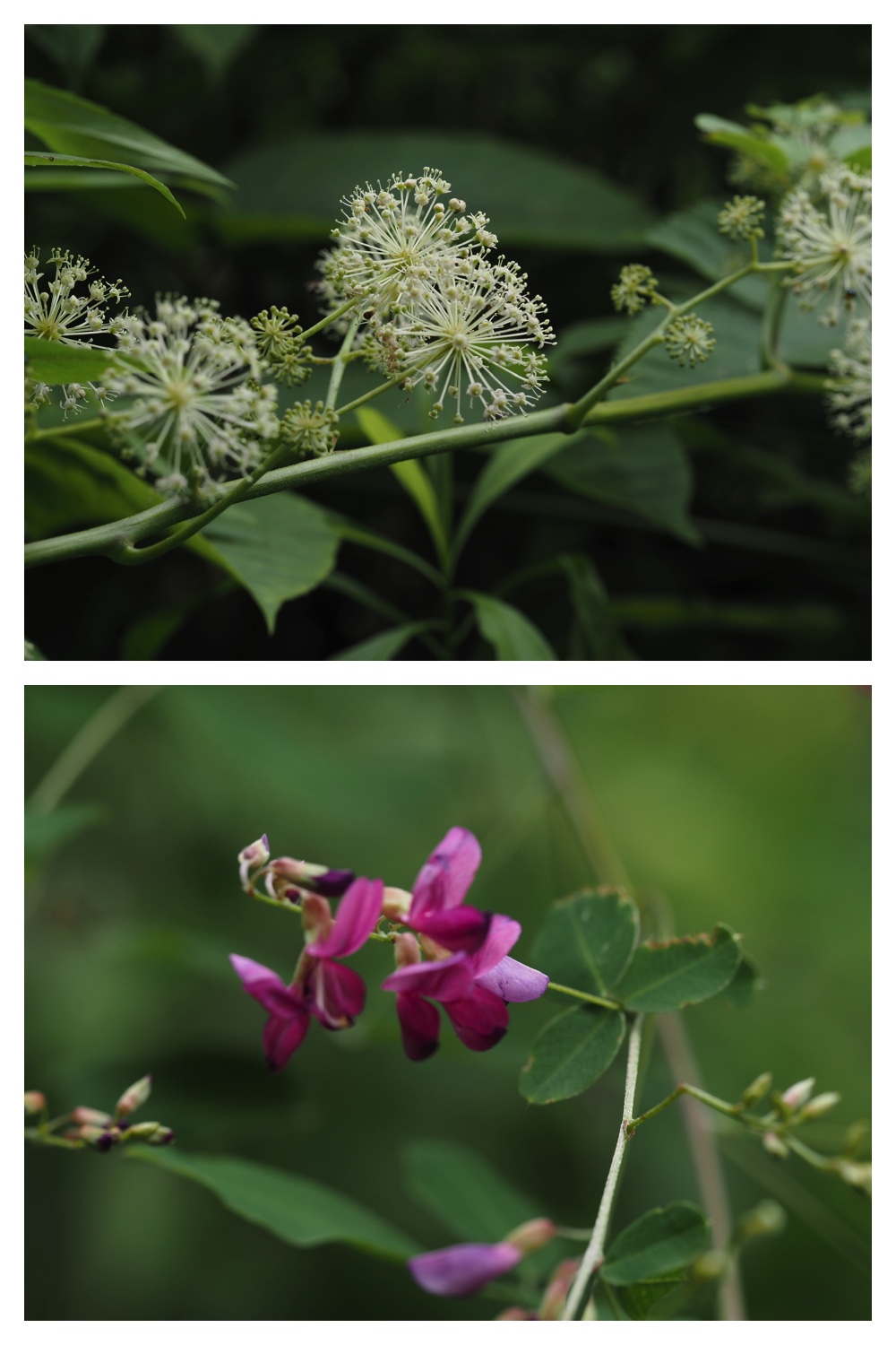 260726_Butterfly_23