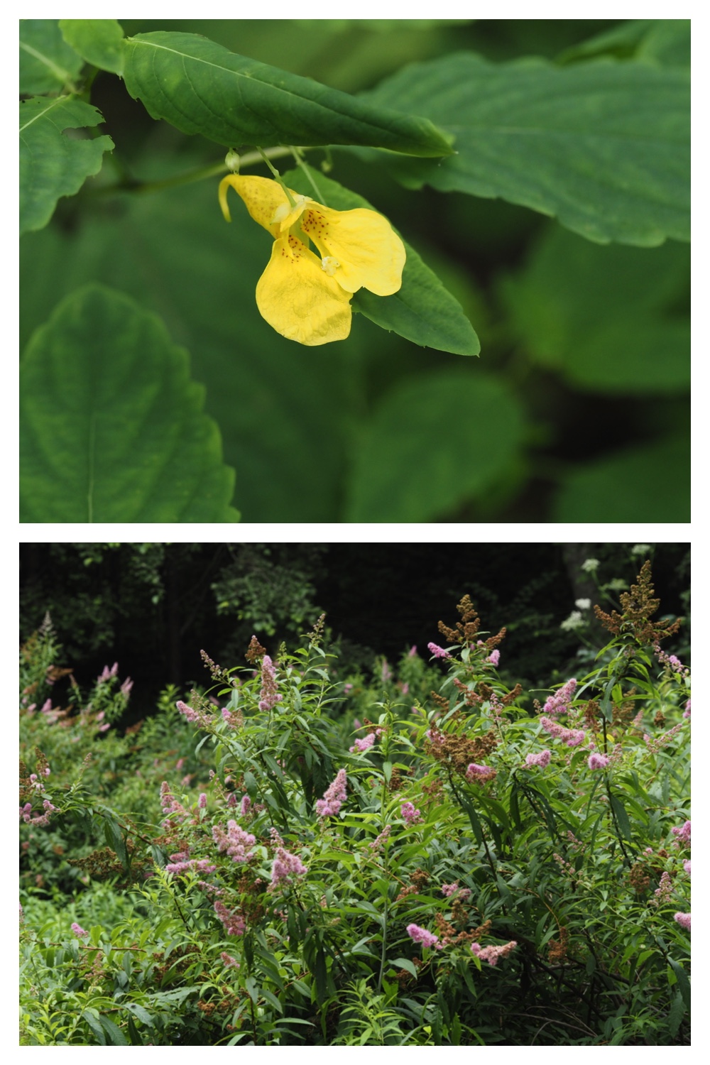 260726_Butterfly_3