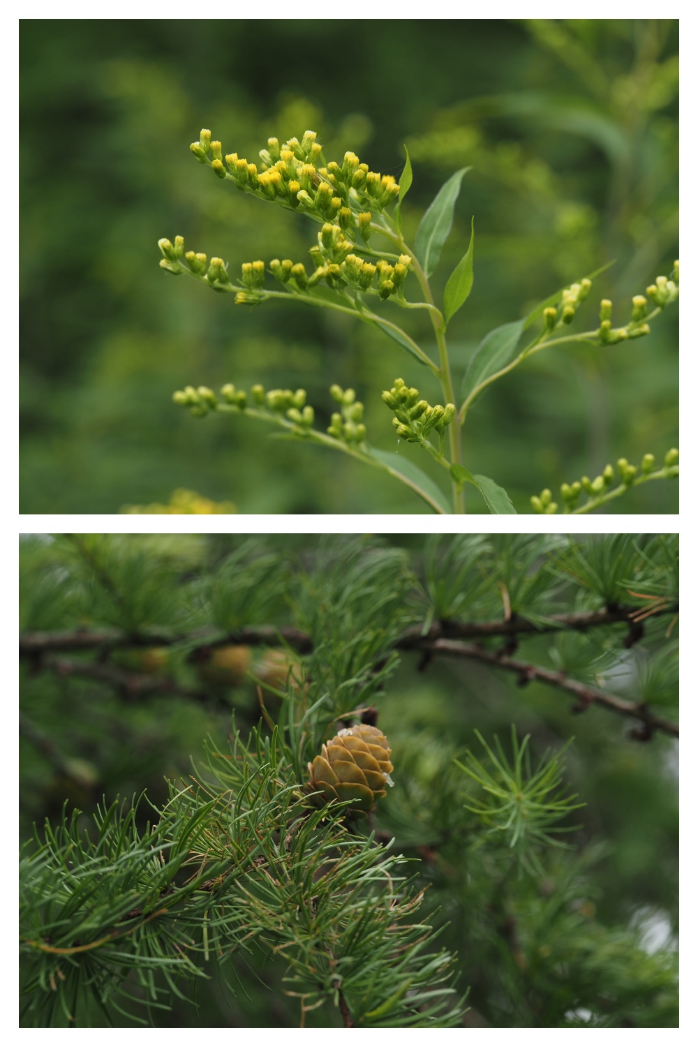 260726_Butterfly_39