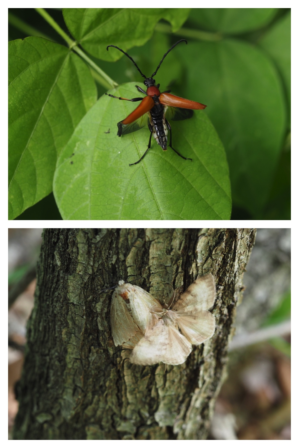 260726_Butterfly_60