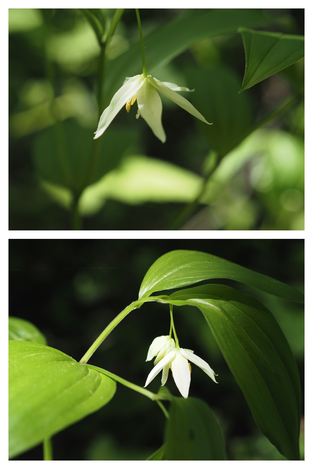 260601_Urikaigawa_10