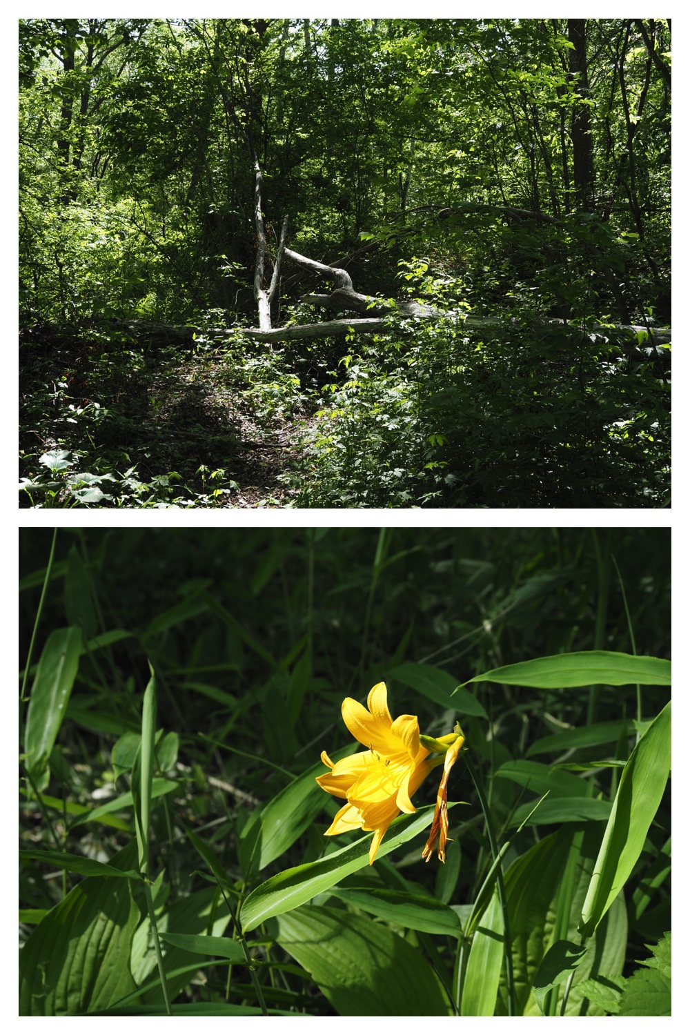 260601_Urikaigawa_11