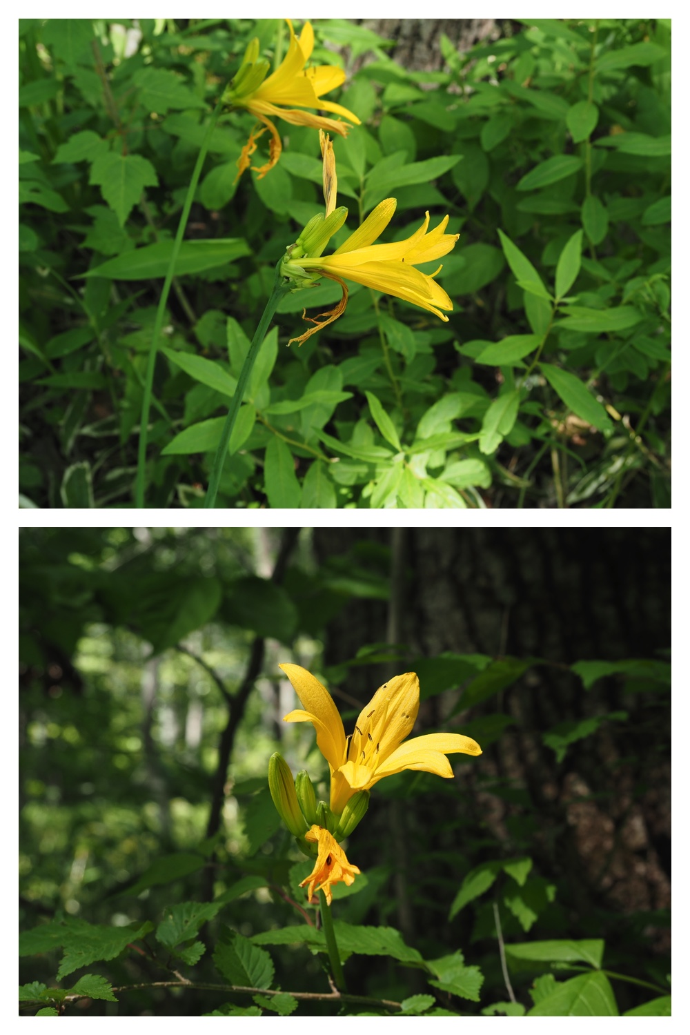 260601_Urikaigawa_13