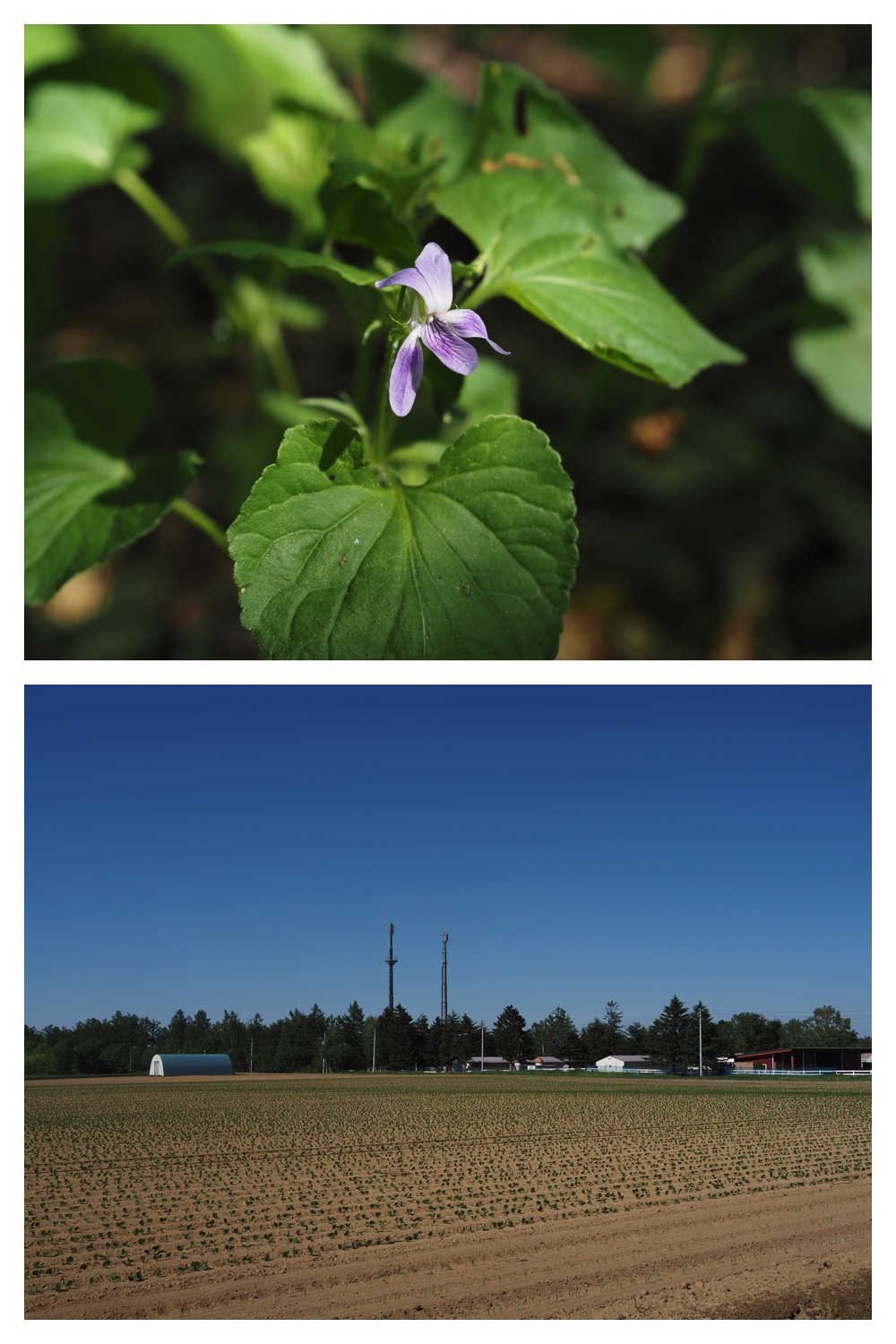 260601_Urikaigawa_16