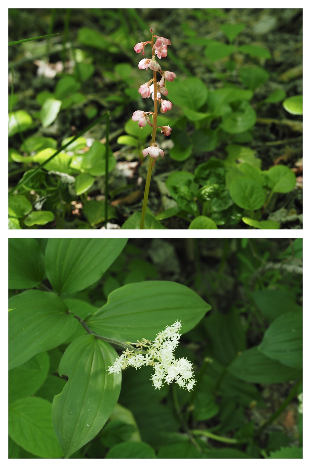 260601_Urikaigawa_8