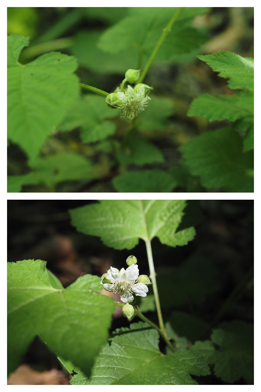 260601_Urikaigawa_9
